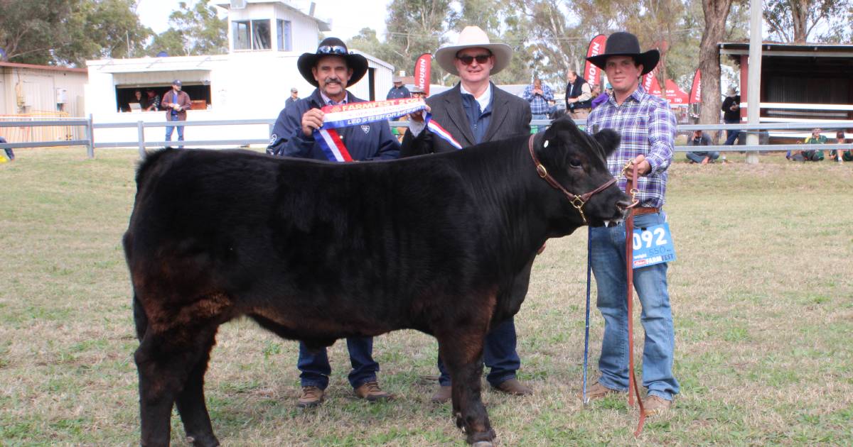 Loopey the Limo is the Farmfest steer champion | Queensland Country Life