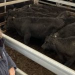 Eight-day forecast could see small improvements in cattle market