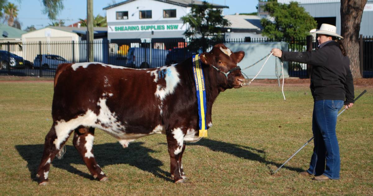 Liberty has success at Shorthorn show