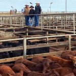 The Australian Ag Podcast: Warrendale Wagyu managing director Tom Richardson