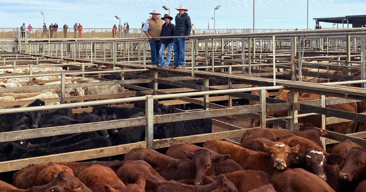 Weaner steers crack 400c at Roma