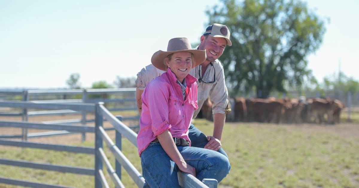 Cattle price fall 'a wheel that's turning'