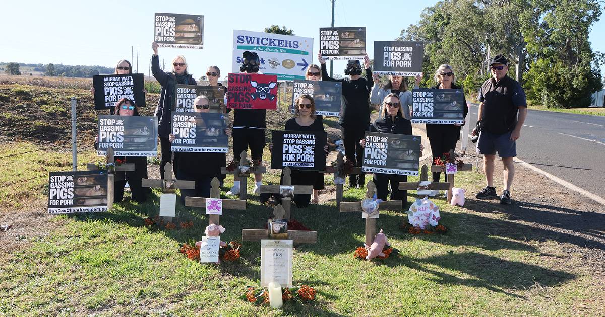 Pig gassing protests ramp up in Queensland