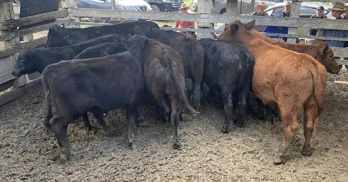 Market improves for cows at Eumundi