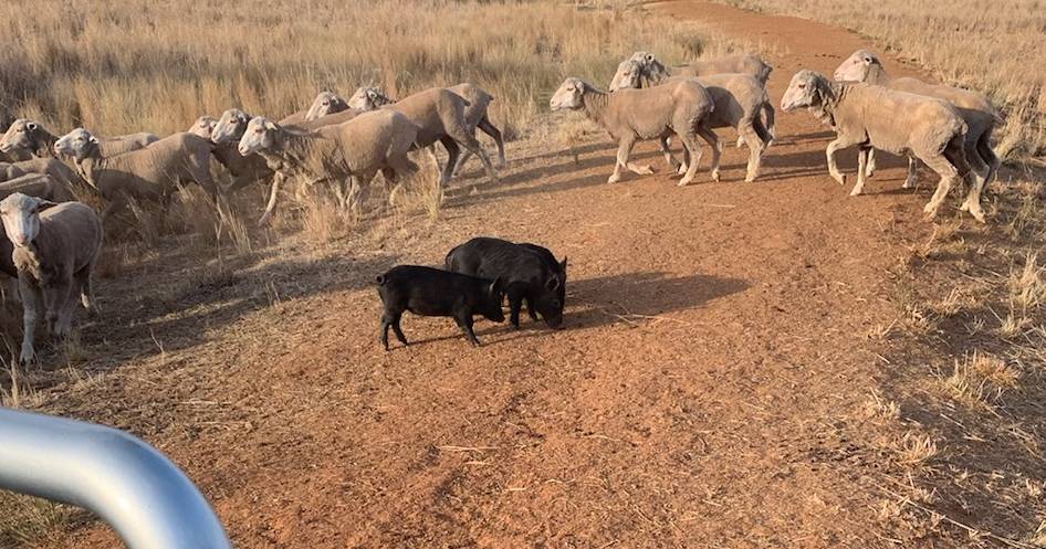 NSW Farmers calls for more resources to combat the huge rise in feral pig numbers | The Land