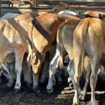 Widespread dry-season rain forecast across Northern pastoral areas