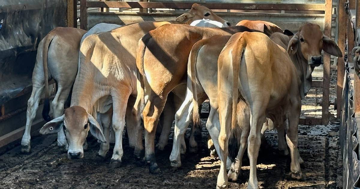 Yearling steers 167kg make 315c/$525 at Mareeba | North Queensland Register