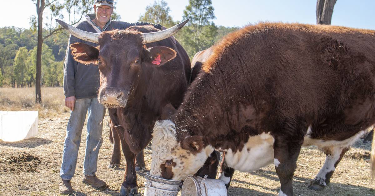 Daihatsu Charade passenger to 1200kg gentle giant, Hoppy is loving pet steer life