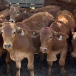 Gracemere weaner and feeder sale attracts biggest yarding in more than 30 years