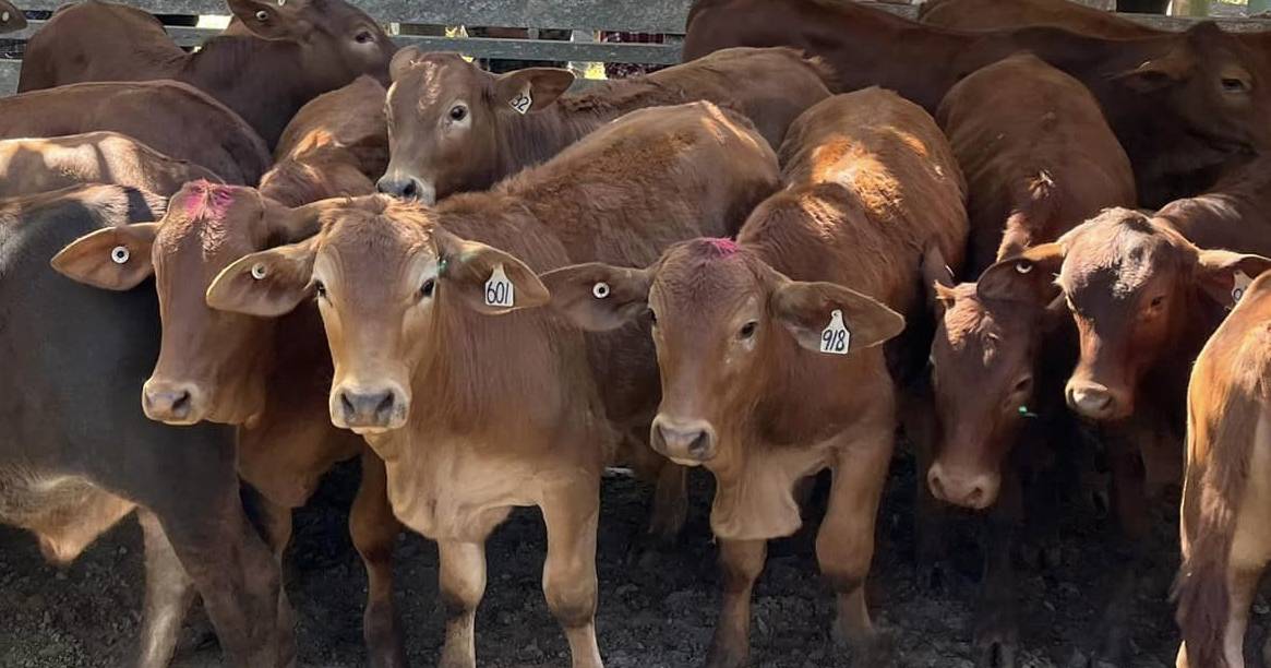 Charbray steers sell for $1150 at Eumundi | Queensland Country Life