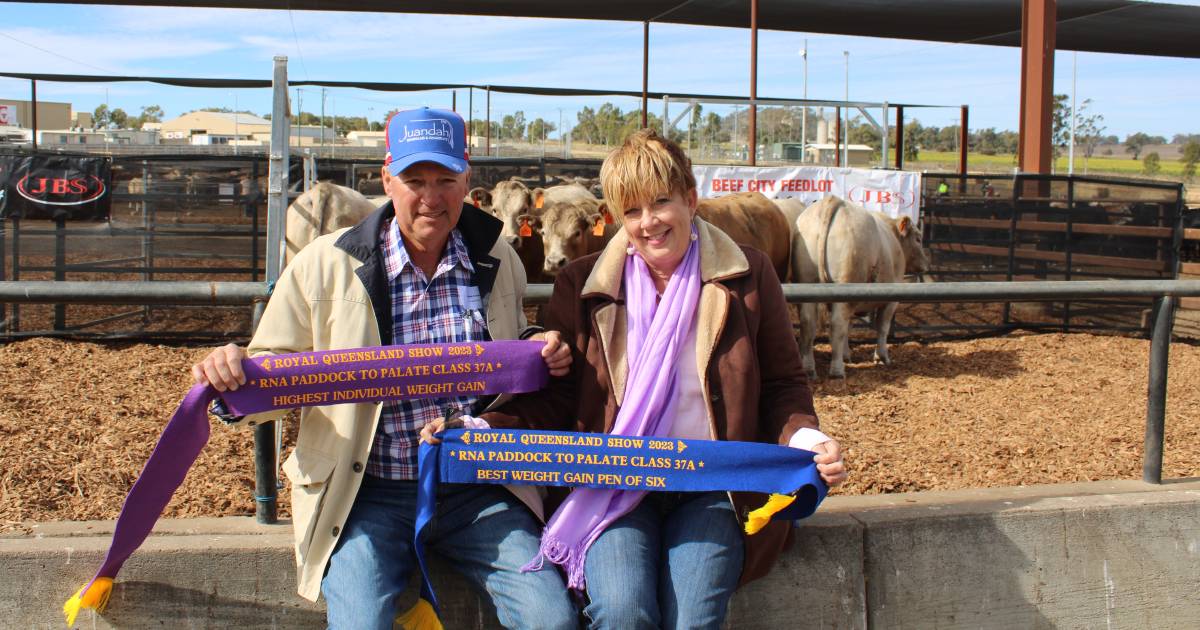 Juandah Grazing wins 100 day export class weight gain with their Charolais/Angus steers