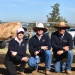 Northern Beef Producers Expo commercial cattle sale at Charters Towers well supported | North Queensland Register