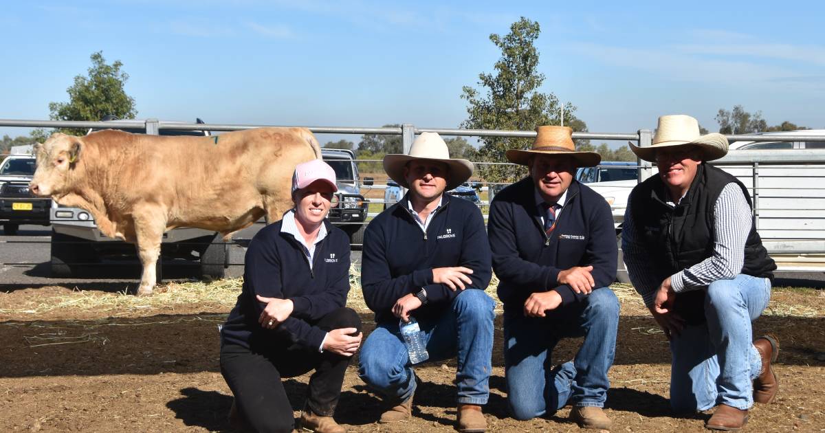 Palgrove achieve total clearance at Hunter Valley bull sale. | The Land