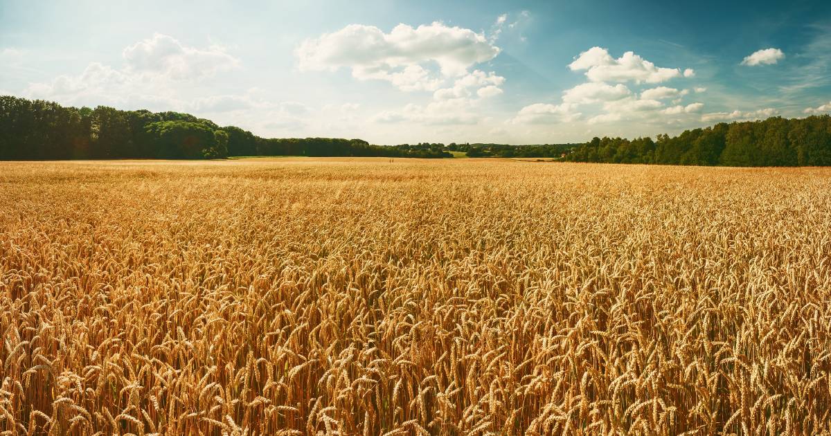 Dry weather concerns are escalating for northern grain farmers | Queensland Country Life