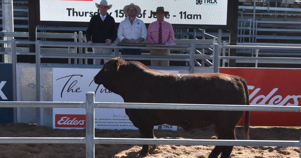 Queenslanders buy top price at Invitational Red Angus Sale