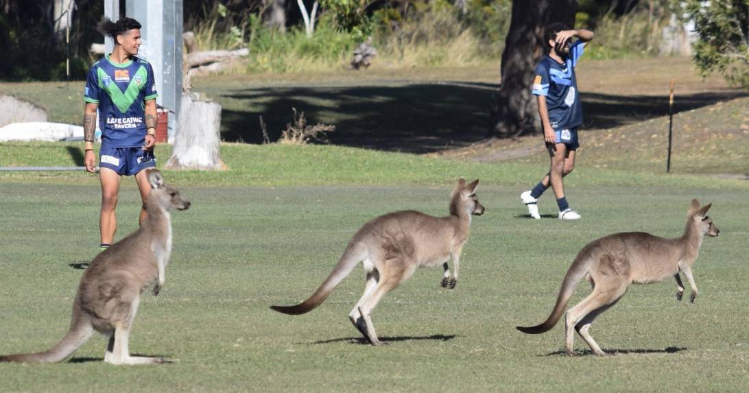 Watch: Rocks 'roos invade pitch during league magic round