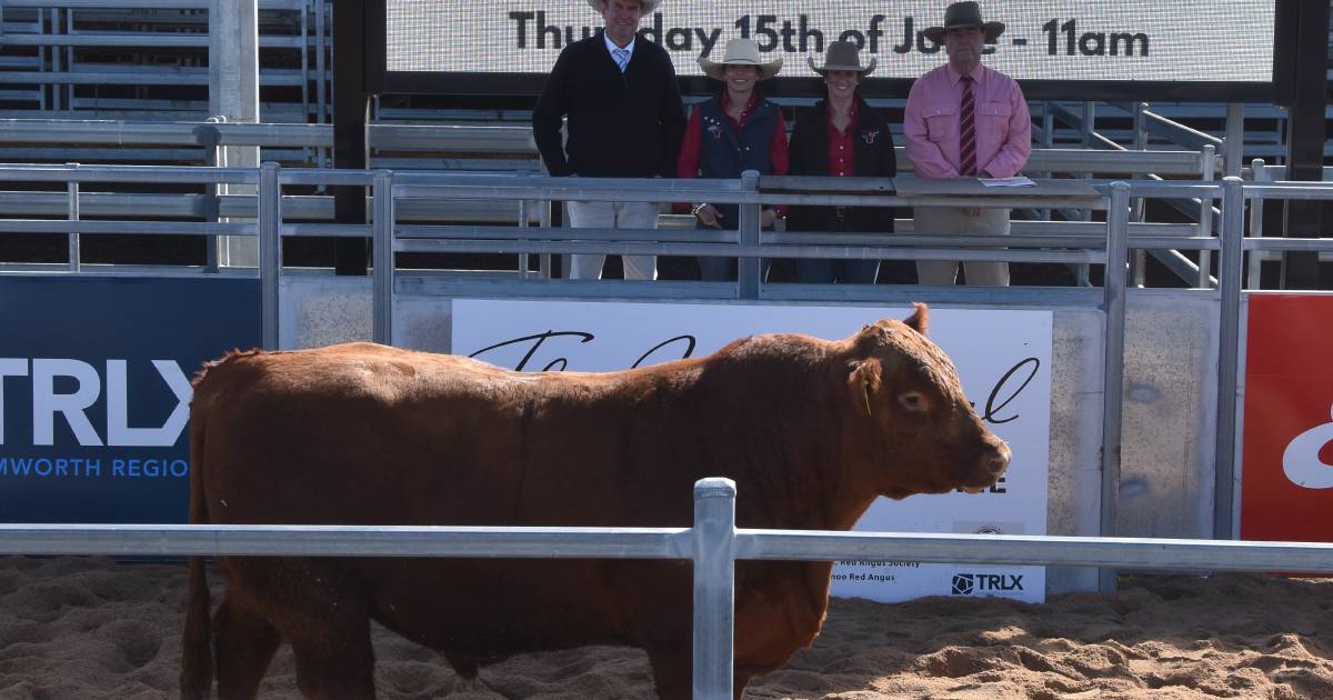 The Invitational Red Angus Sale tops at $24,000