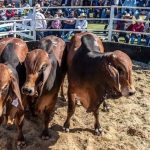 More than $120m price tag for massive Riverina cropping operation