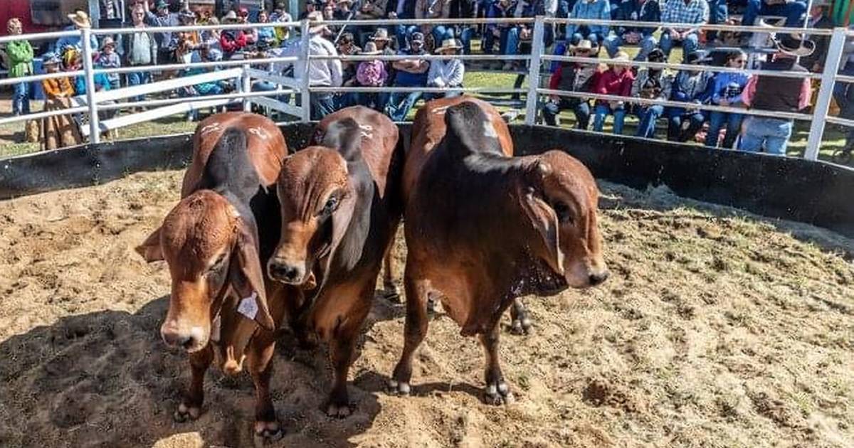 Richmond Agents All Breeds sale to showcase northern-bred bulls | North Queensland Register