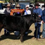 Competitor watch: Drought impact sees US young cattle prices hitting nine-year highs