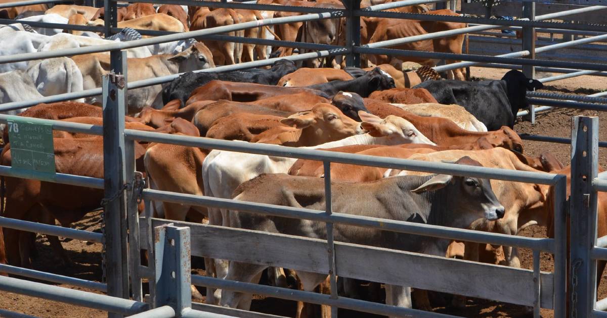 Cattle sales halted indefinitely due to safety dangers