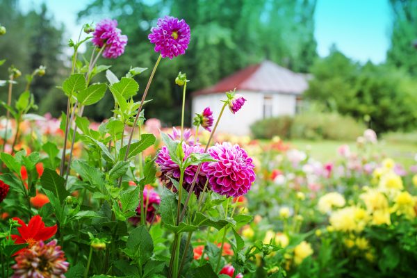 Anna Pavord: The point of gardening? Not a mad rush to get it done, but relaxed enjoyment of the act of doing it