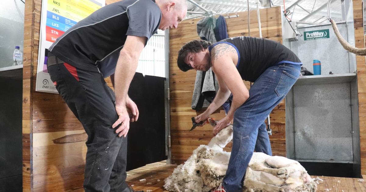 New shearing shed put to good use at Muresk