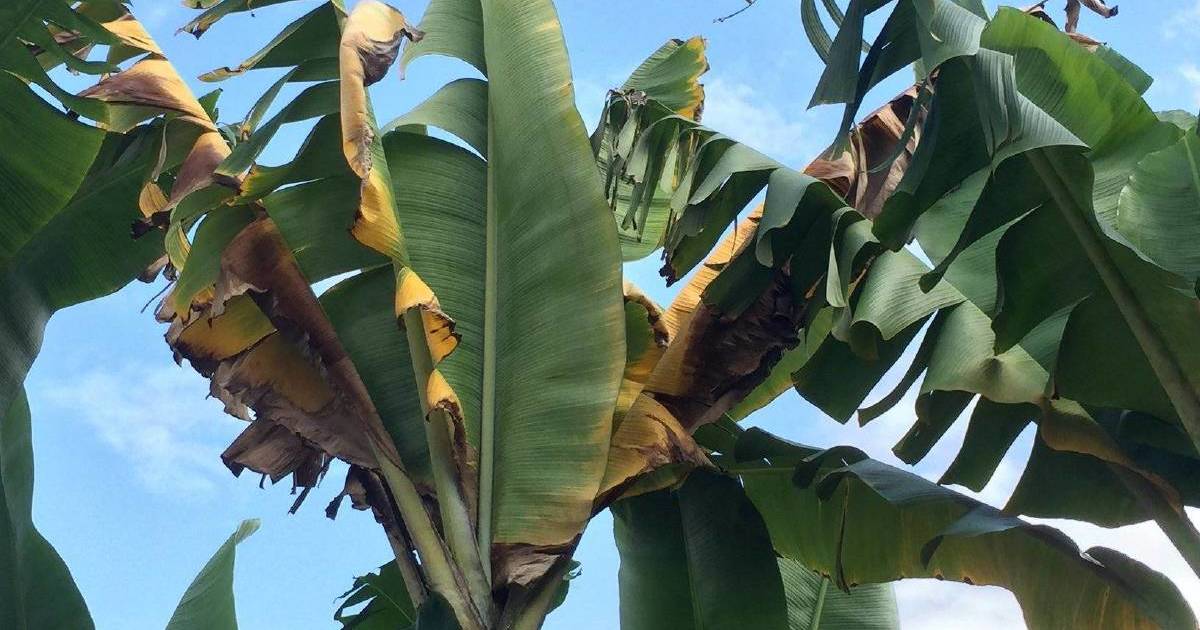 Panama TR4 will now be managed and overseen by the banana industry | Queensland Country Life