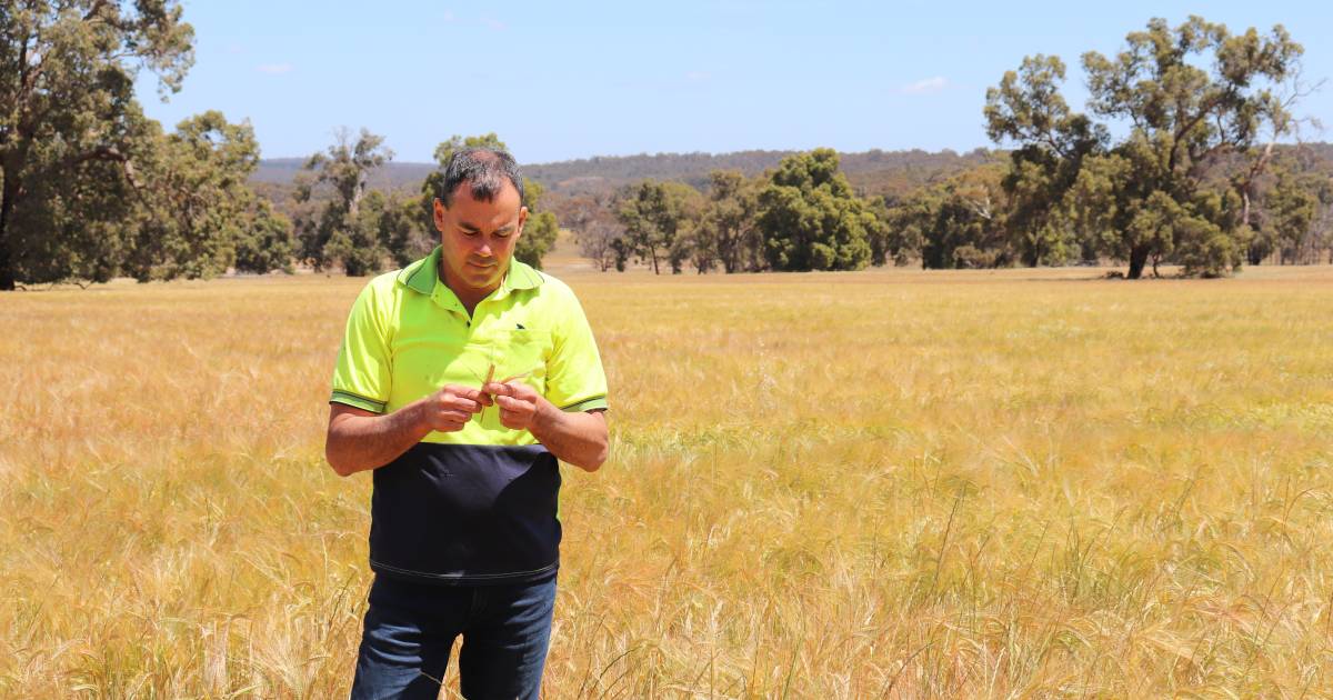 GPA, GGL, WAFarmers and PGA attribute rise in their member numbers to increased government intervention. | Farm Weekly