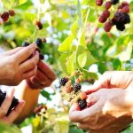 Mudgee Small Farm Field Days marks 46 years