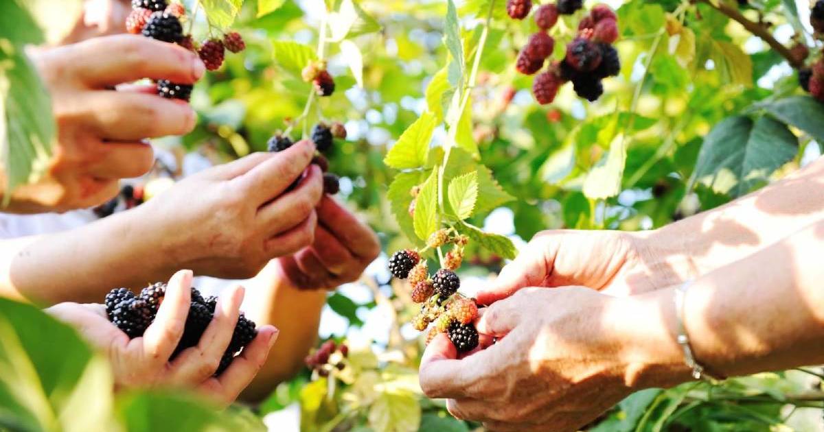 Virtual reality, exoskeletons and robots are on the agenda for berry pickers | The Land