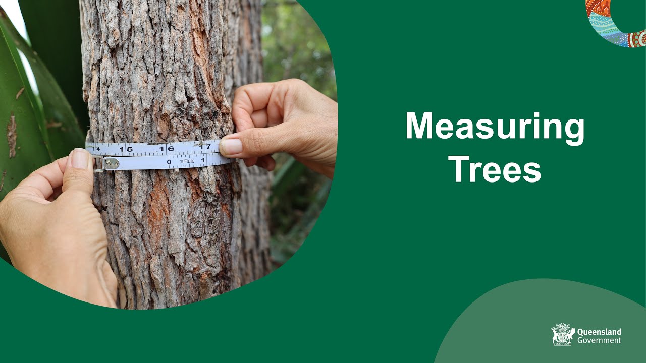 Measuring trees