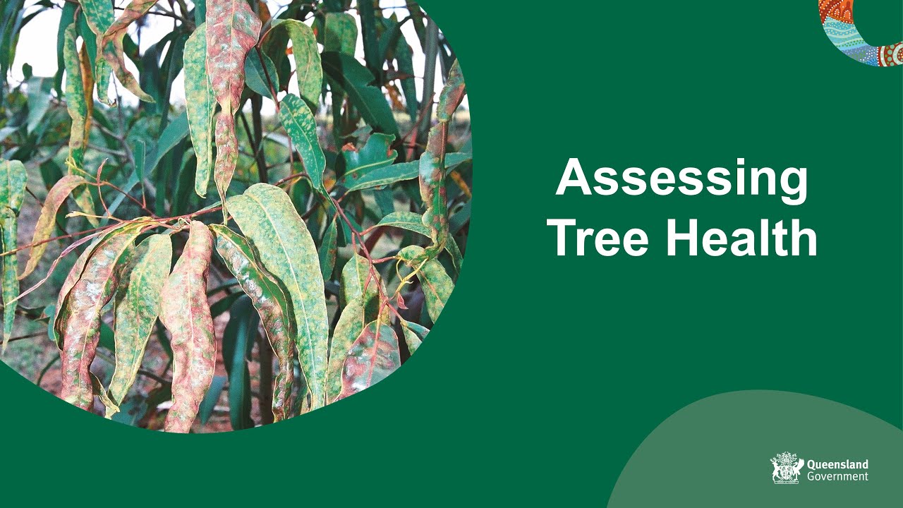 Assessing tree health