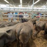 Food and fibre grants to grow Queensland's beef, hort exports