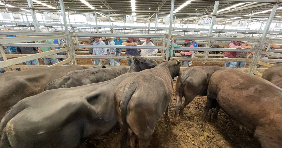 Steers up to 200kg average 342c/kg at Inverell | The Land