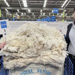 Mount Ascot take home multiple awards from Australian Sheep & Wool Show