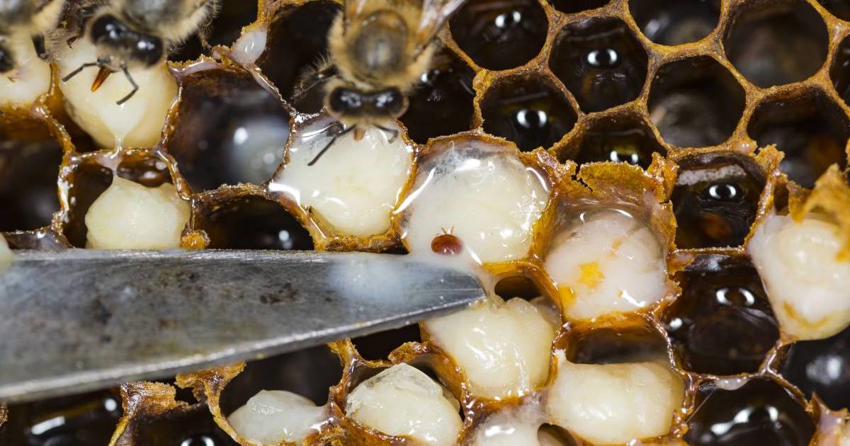 A $31m government fund to support industries impacted by the Varroa mite | The Land