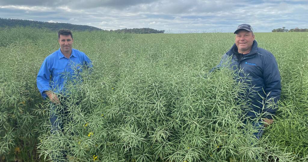 Pacific Seeds announces two new hybrid canola varieties | Farm Weekly