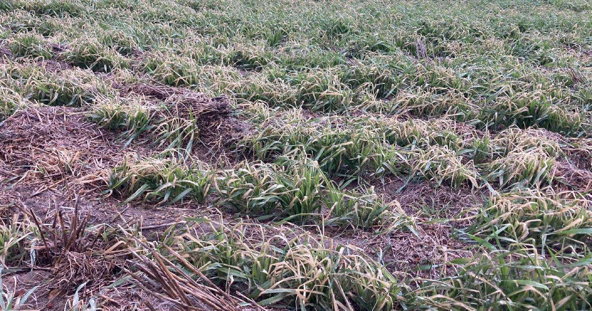 Frost damage across Wheatbelt