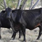 Offal sensing tech gives full carcase utlisation a boost | Queensland Country Life