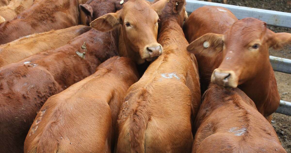 Weaner heifers sell to good competition at Nebo