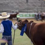 Damian Brennan’s Calgary Stampede saddle bronc ride scores well | Queensland Country Life