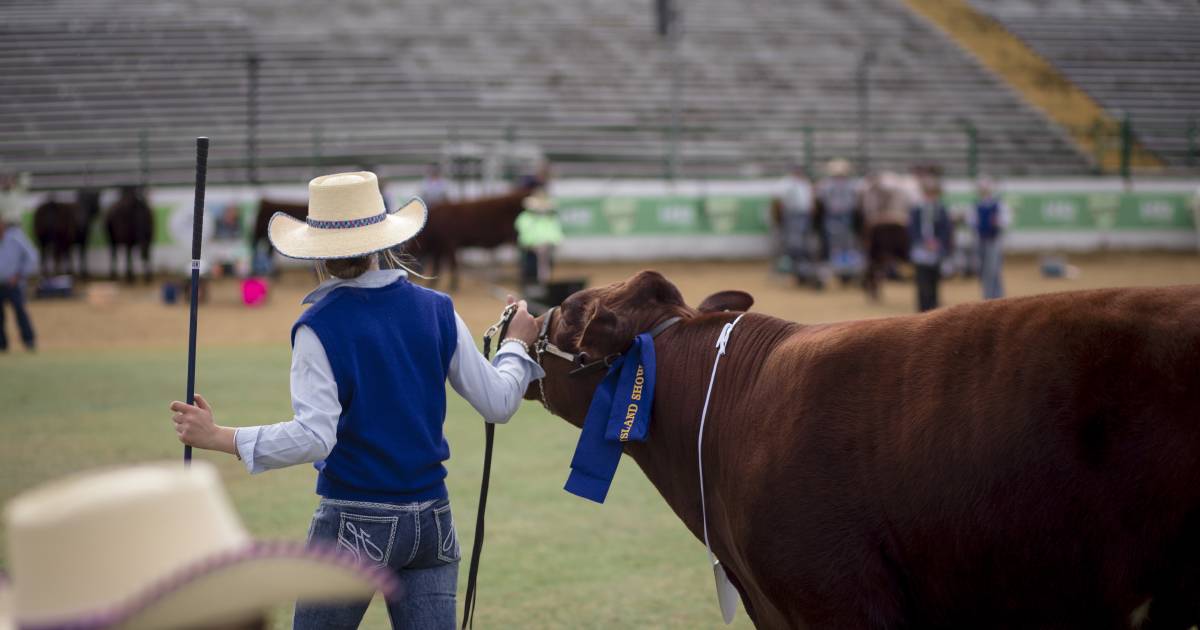 Ekka 2023 countdown is on as stud cattle numbers announced