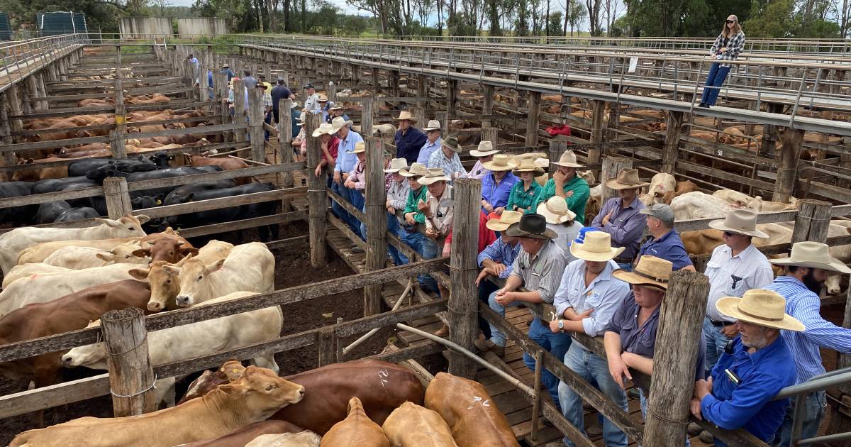 Weaner steers reach 338c at Coolabunia