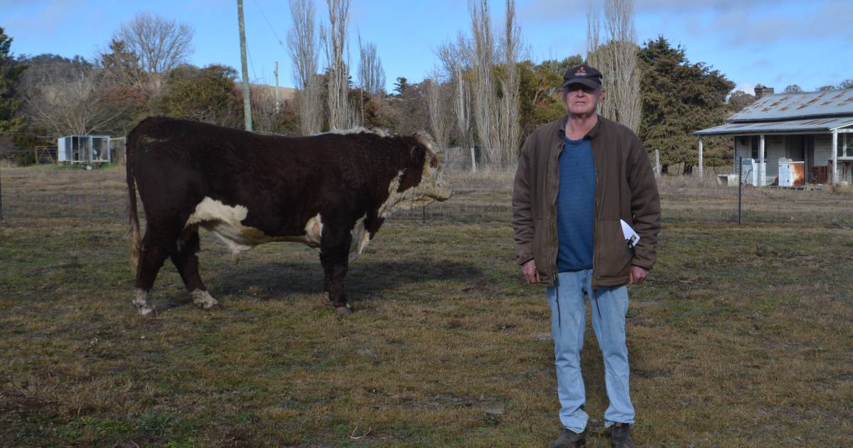 Tummel Herefords sell to $16,000