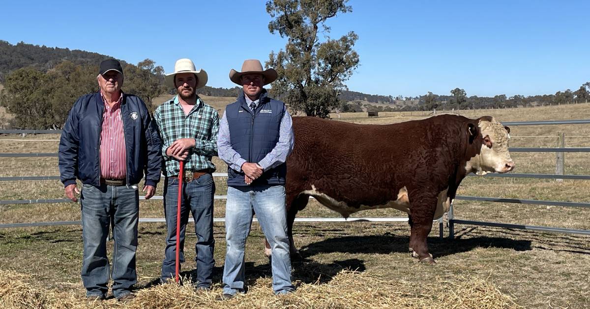 Stud breeders keen on sire appeal push Lotus Hereford bull sale to a solid average | The Land