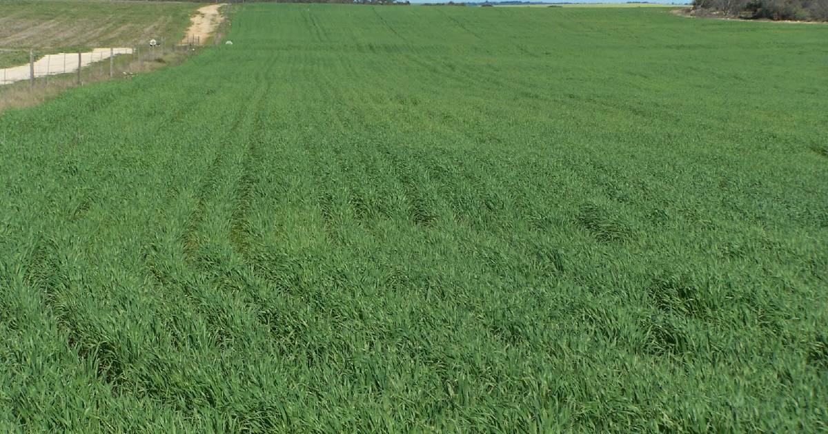 Malt barley part of CBH Group carbon neutral trial