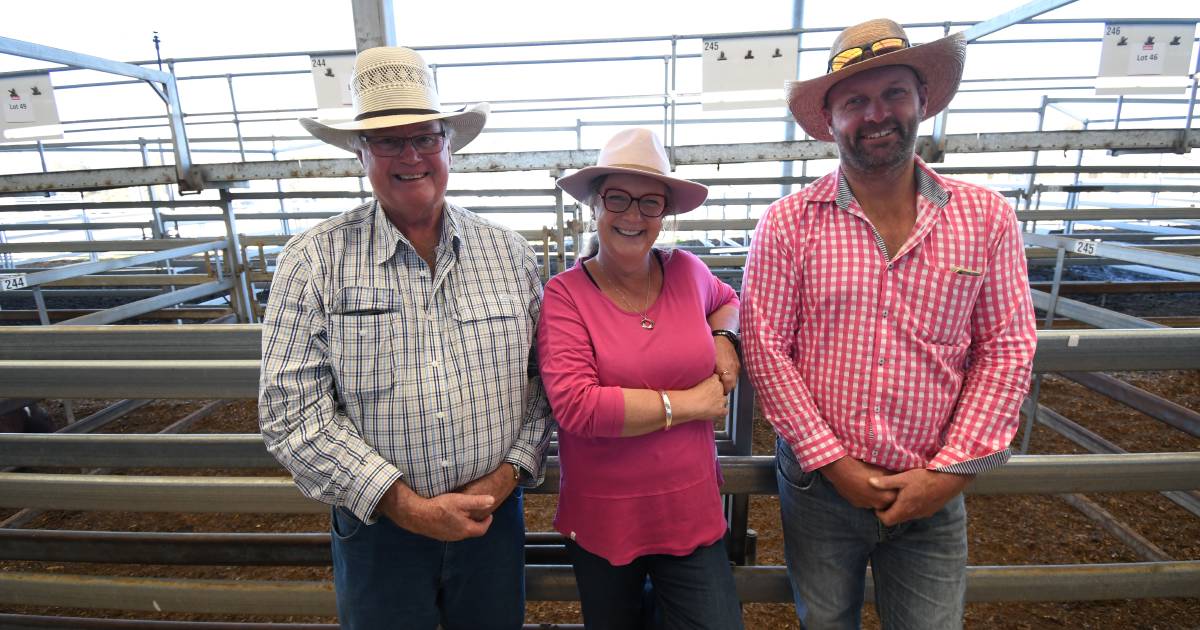 NSW Shorthorns Spring Fling Bull Sale sells to $10,000 top