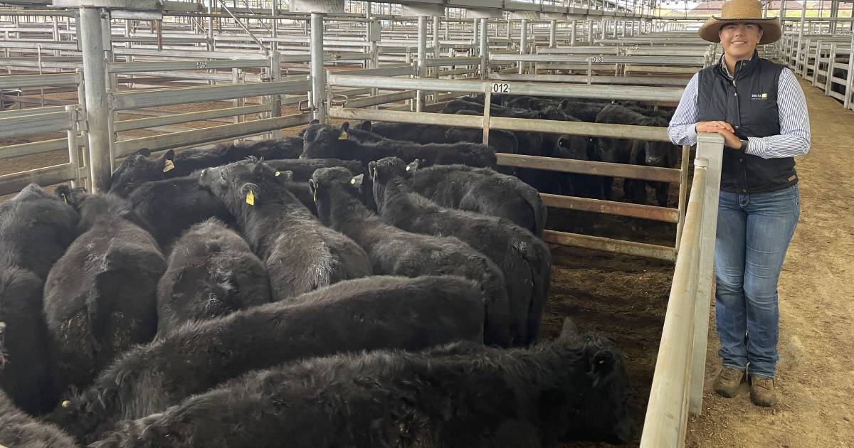 Yass cows with calves sold to $1470