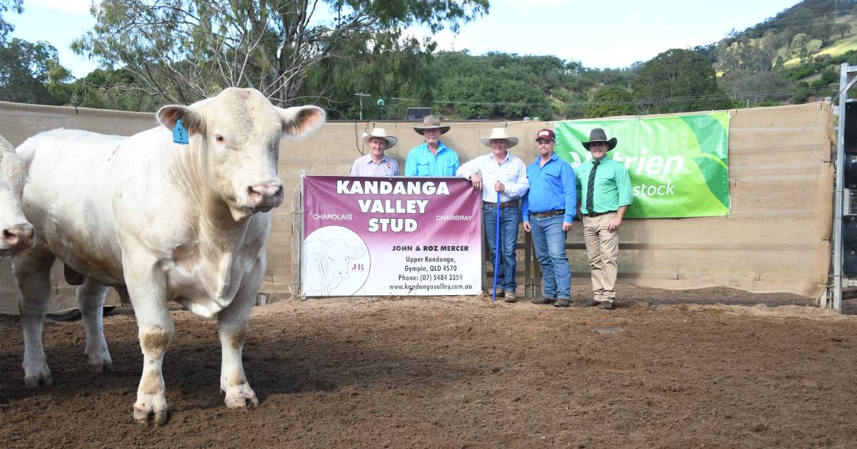 Full clearance and plenty of support at Kandanga Valley's 20th annual on-property bull sale